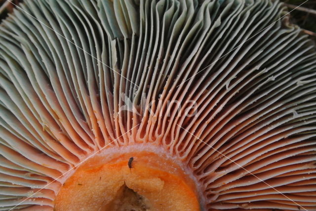 Oranjegroene melkzwam (Lactarius spec)