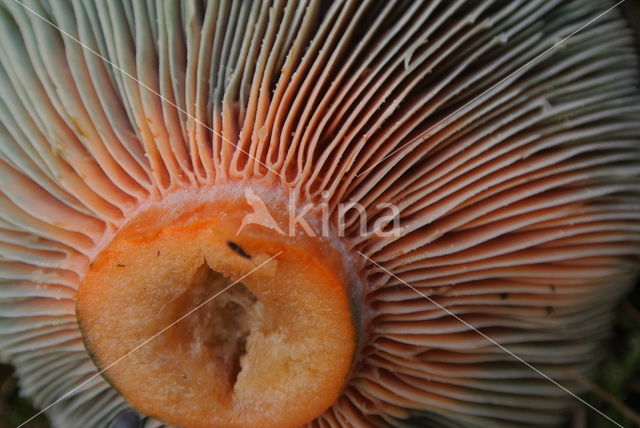 Oranjegroene melkzwam (Lactarius spec)