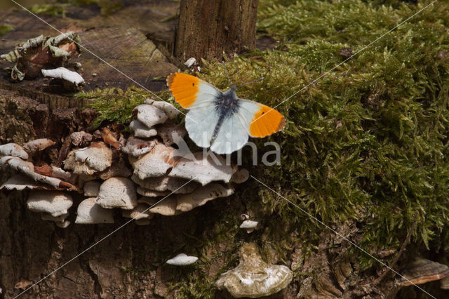 Oranjetipje (Anthocharis cardamines)