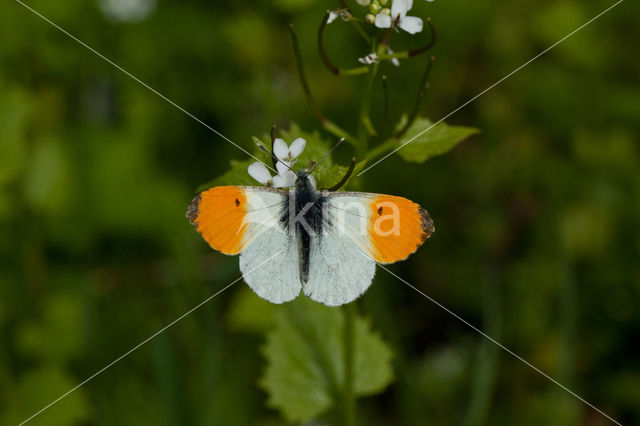 Oranjetipje (Anthocharis cardamines)