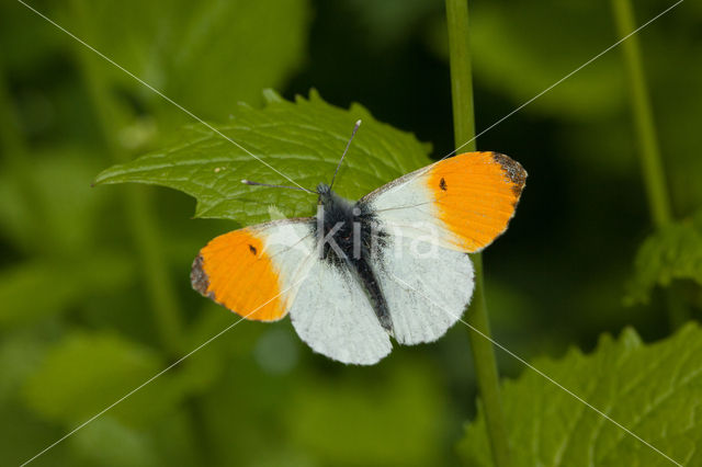 Oranjetipje (Anthocharis cardamines)