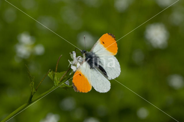 Oranjetipje (Anthocharis cardamines)