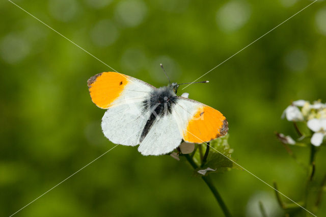 Oranjetipje (Anthocharis cardamines)