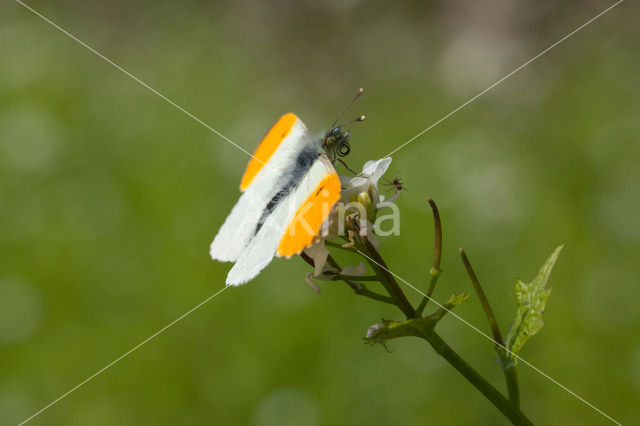 Oranjetipje (Anthocharis cardamines)