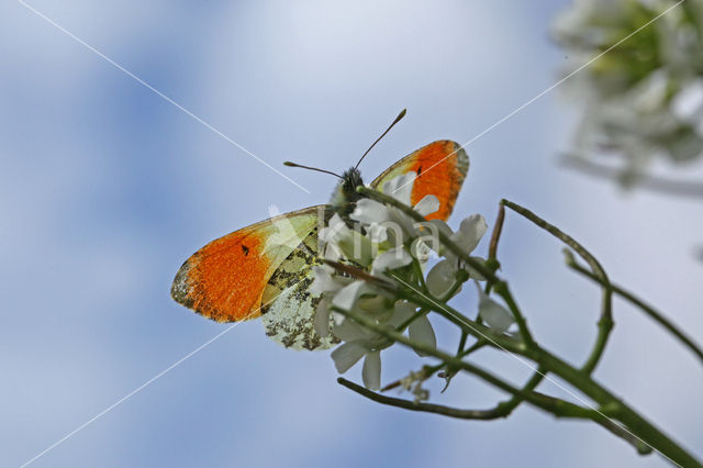 Oranjetipje (Anthocharis cardamines)