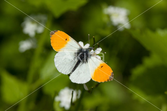 Oranjetipje (Anthocharis cardamines)