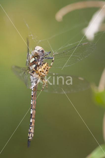 Paardenbijter (Aeshna mixta)