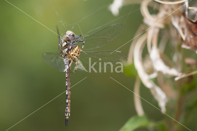 Paardenbijter (Aeshna mixta)