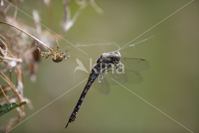 Paardenbijter (Aeshna mixta)