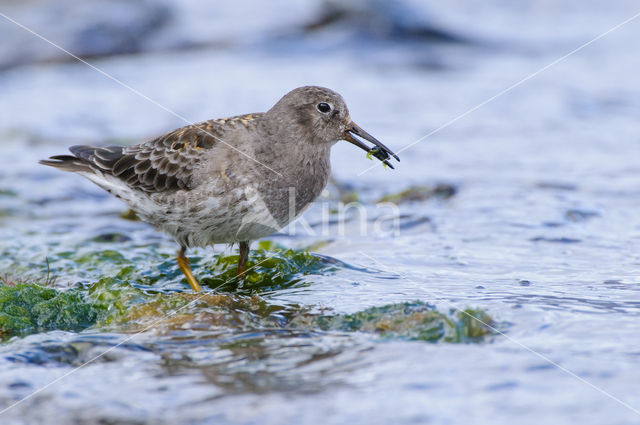 Paarse Strandloper (Calidris maritima)