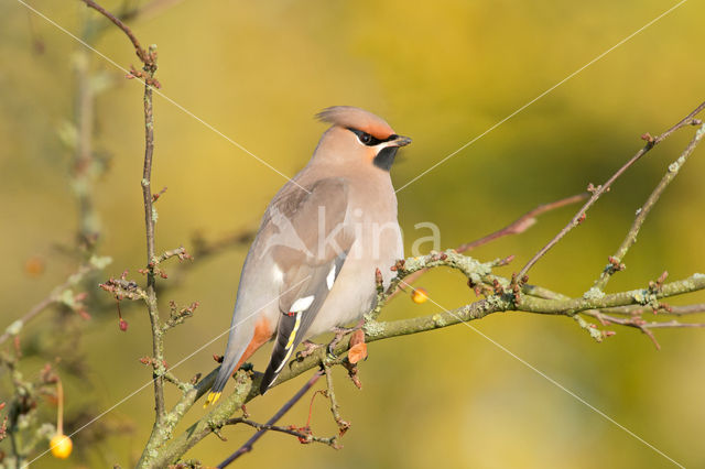 Bohemian Waxwing (Bombycilla garrulus)