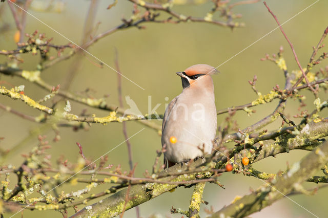 Bohemian Waxwing (Bombycilla garrulus)