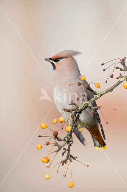 Bohemian Waxwing (Bombycilla garrulus)