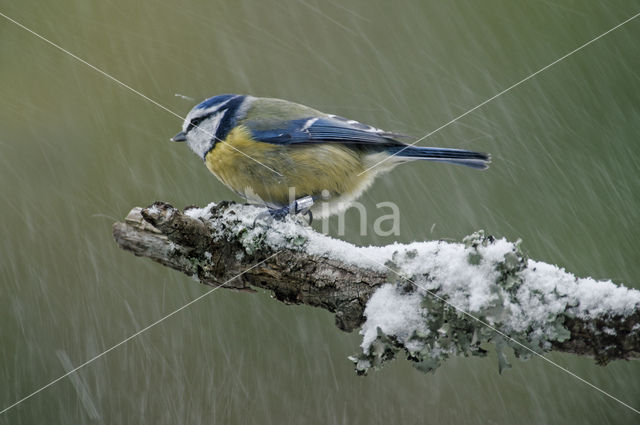 Blue Tit (Parus caeruleus)