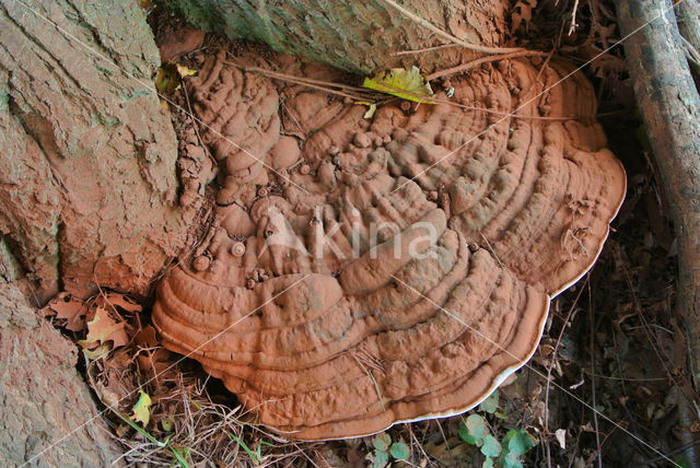 Platte tonderzwam (Ganoderma lipsiense)