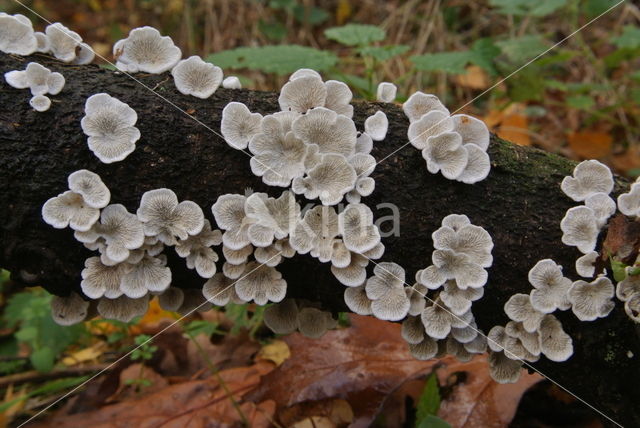 Crimped Gill (Plicaturopsis crispa)