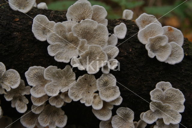 Crimped Gill (Plicaturopsis crispa)