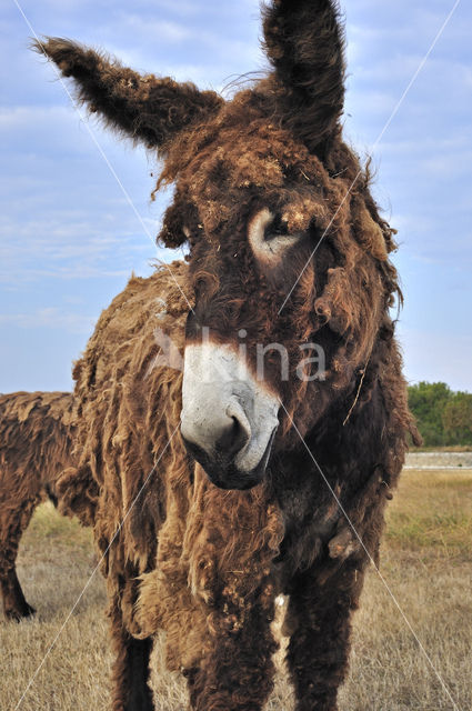 Poitou donkey (Equus asinus)