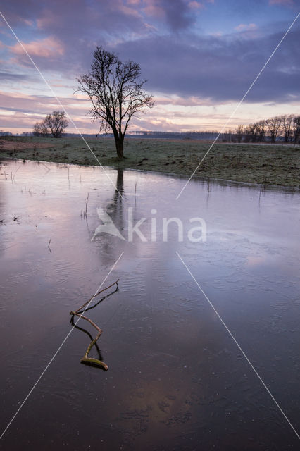 Polder de Biesbosch