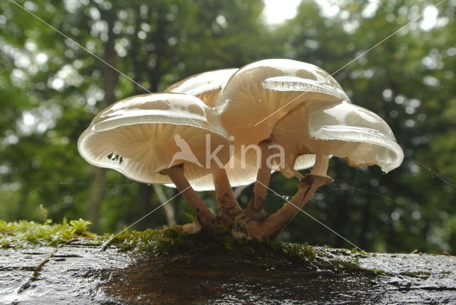 Porcelain fungus (Oudemansiella mucida)
