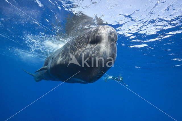 Potvis (Physeter macrocephalus)