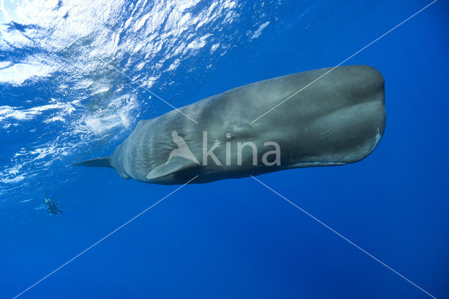 Potvis (Physeter macrocephalus)