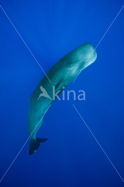 Potvis (Physeter macrocephalus)