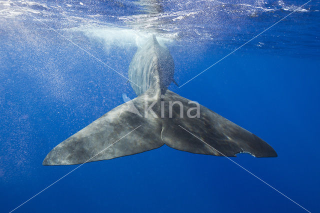 Potvis (Physeter macrocephalus)