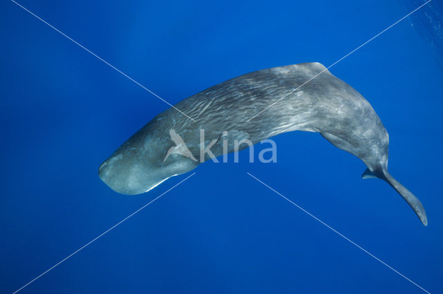 Potvis (Physeter macrocephalus)