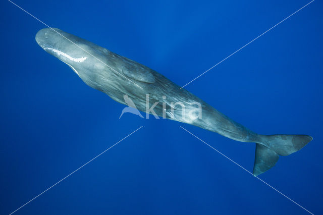 Potvis (Physeter macrocephalus)