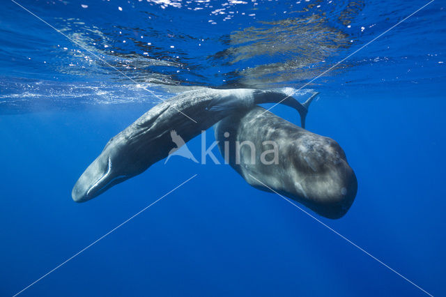 Potvis (Physeter macrocephalus)