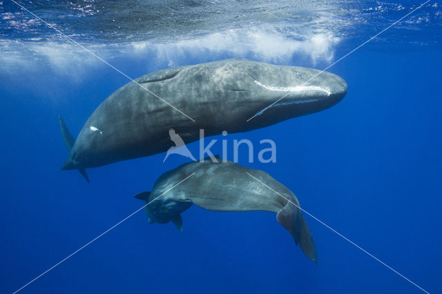 Potvis (Physeter macrocephalus)