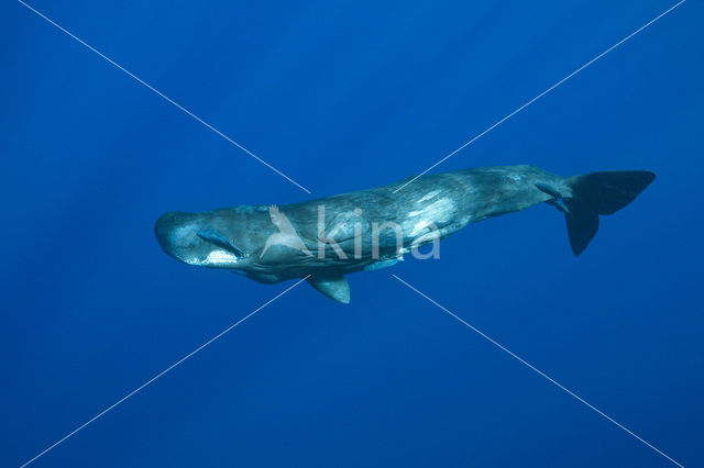 Potvis (Physeter macrocephalus)