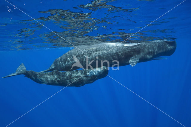 Potvis (Physeter macrocephalus)