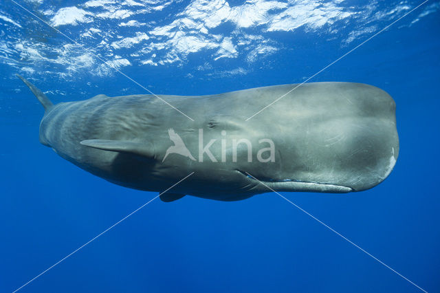 Potvis (Physeter macrocephalus)