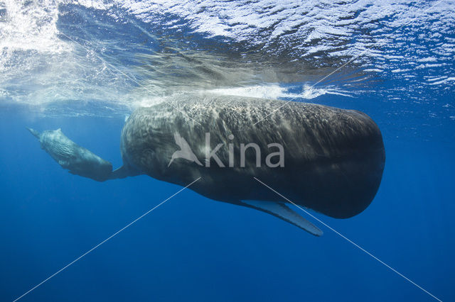 Potvis (Physeter macrocephalus)