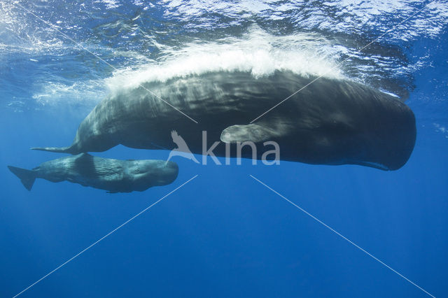 Potvis (Physeter macrocephalus)