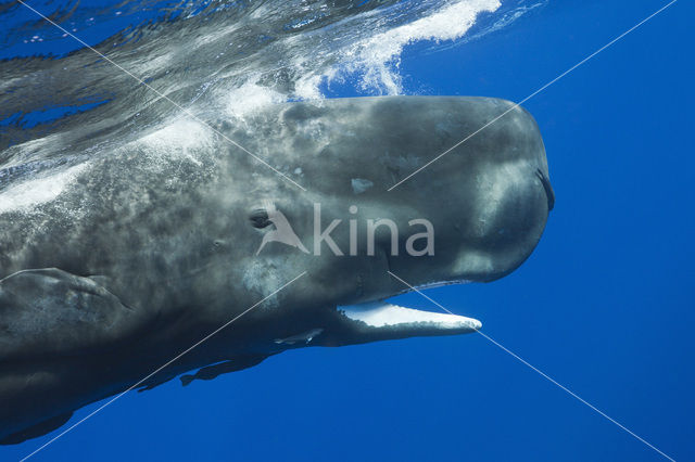 Potvis (Physeter macrocephalus)