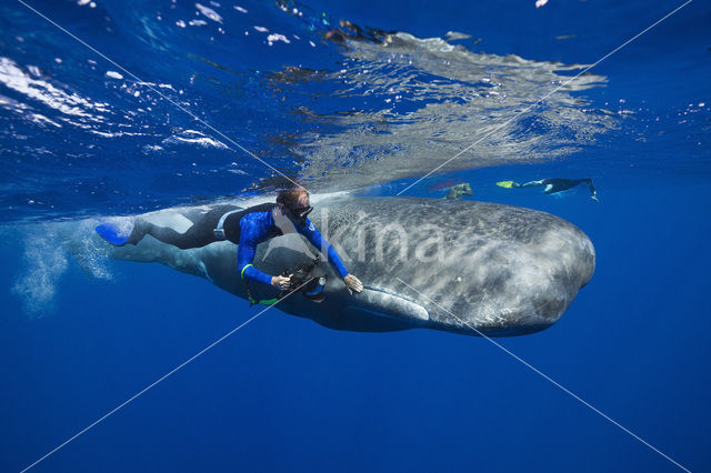 Potvis (Physeter macrocephalus)