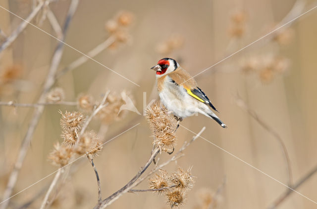 European Goldfinch (Carduelis carduelis)