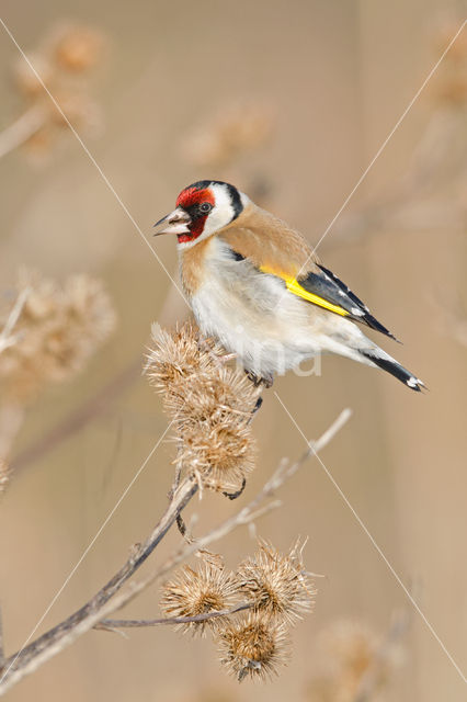 European Goldfinch (Carduelis carduelis)