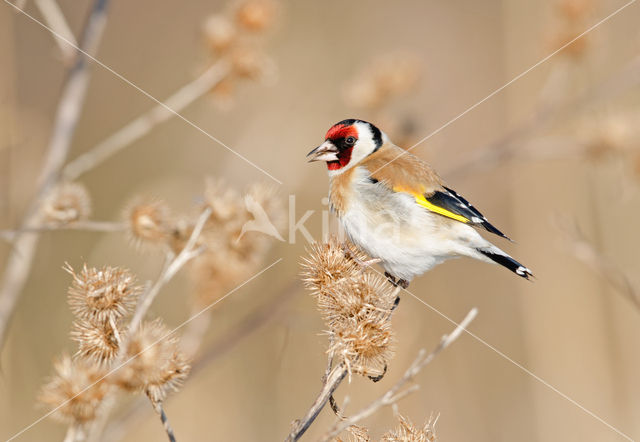 European Goldfinch (Carduelis carduelis)