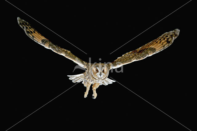 Long-eared Owl (Asio otus)