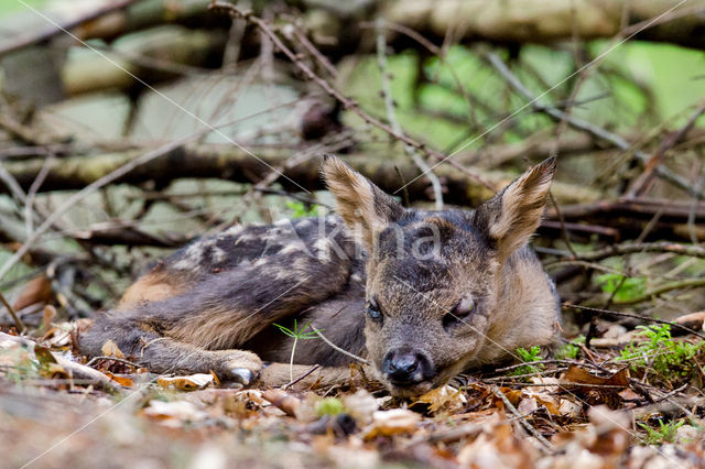 Roe Deer (Capreolus capreolus)