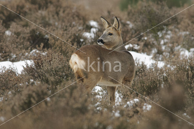 Roe Deer (Capreolus capreolus)