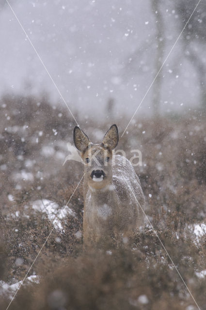 Ree (Capreolus capreolus)