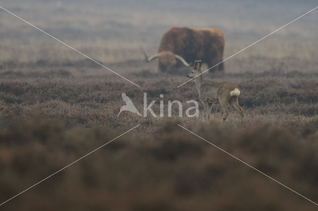 Roe Deer (Capreolus capreolus)