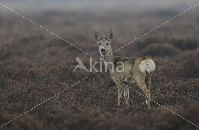 Roe Deer (Capreolus capreolus)