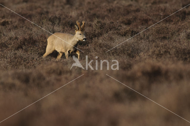 Roe Deer (Capreolus capreolus)