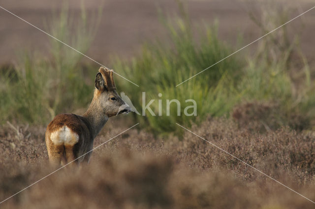 Roe Deer (Capreolus capreolus)